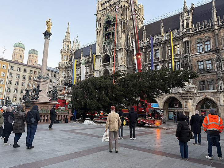 Christbaum 2025 für den Münchner Marienplatz - die Tanne kommt aus Ellmau am Wilden Kaiser - Ankunft am 06.11.2025 (©Foto: Martin Schmitz) 